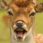 Funny Deer Face